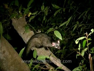 Panna-civet cat- mdv-138-23.flv