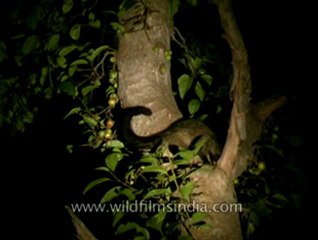Panna-civet cat- mdv-138-24.flv
