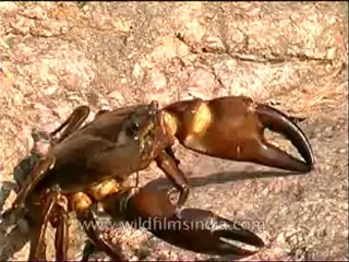 Panna-crab-mdv-129-10.flv