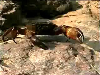 Panna-crab-mdv-129-11.flv
