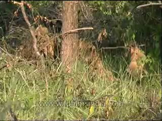 Panna-deer-mdv-129-2.flv