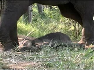 Panna-elephants-mdv-129-7.flv