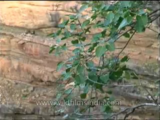 Panna-mdv-138-22.flv