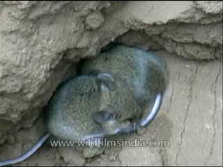 Panna-rat-mdv-129-13.flv