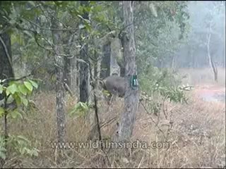 Panna-sambar-mdv-138-13.flv