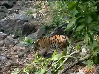 Panna-tiger-mdv-138-2.flv