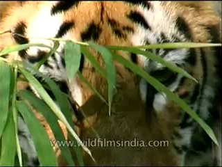 Panna-tiger-mdv-138-4.flv