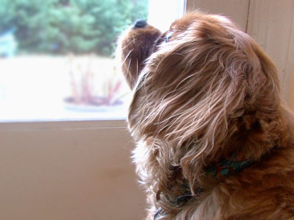 Energy Efficiency Tips For Pet Owners