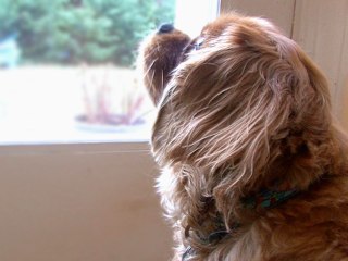 Energy Efficiency Tips For Pet Owners