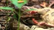 Python eating rat-HD CAM-13.flv