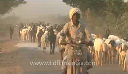 Rann-of-kutch-hdv-tape-12-sheep-1.flv