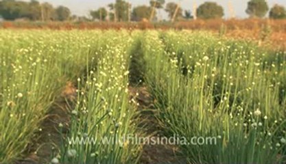 Rann-of-kutch-hdv-tape-13-field-1.flv