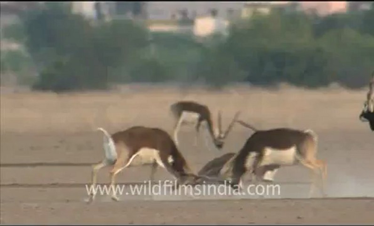 Rajasthan_165.flv