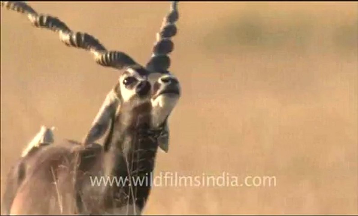 Rajasthan_56.flv