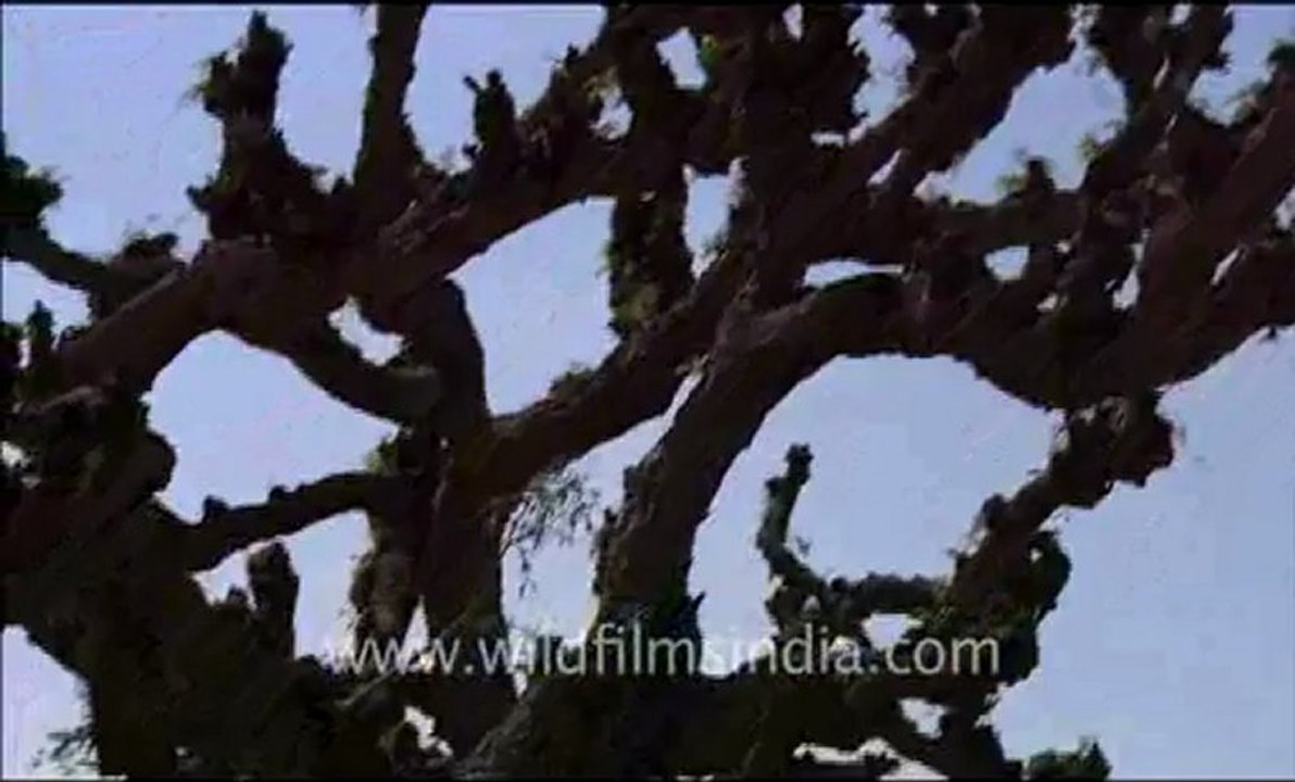 Rajasthan_60.flv