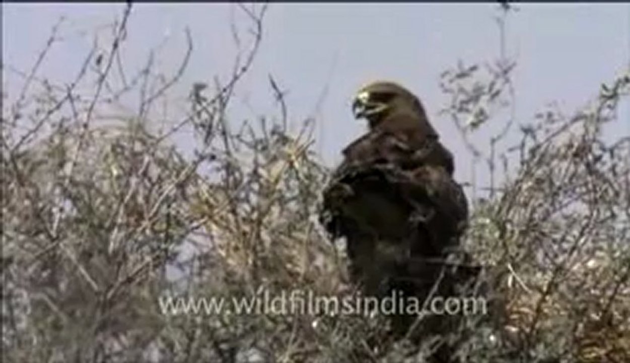 Rajasthan_62.flv