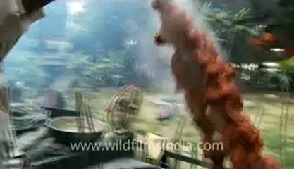 Rajinder dhaba-4.flv