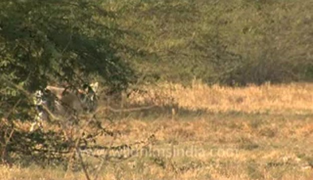 Rann of kutch-hdv-tape-wild asses-4.flv