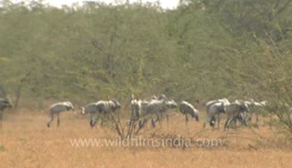 Rann-of-kutch-hdv-tape-1-crane flying high.flv