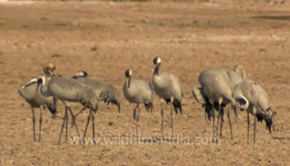 Rann-of-kutch-hdv-tape-1-crane-2 .flv