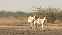 Rann-of-kutch-hdv-tape-1-wild asses-1.flv