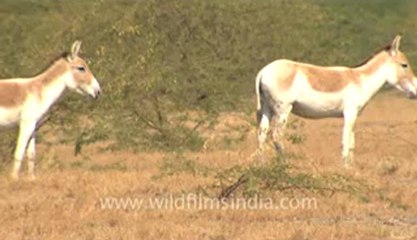 Rann-of-kutch-hdv-tape-1-wild asses-11.flv
