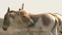 Rann-of-kutch-hdv-tape-1-wild asses-12.flv