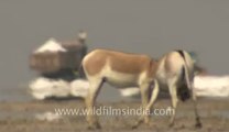 Rann-of-kutch-hdv-tape-1-wild asses-13.flv