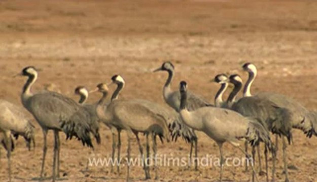 Rann-of-kutch-hdv-tape-2-Demoiselle Cranes-1.flv