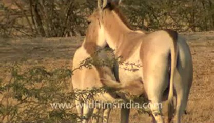 Rann-of-kutch-hdv-tape-2-wild asses-1.flv