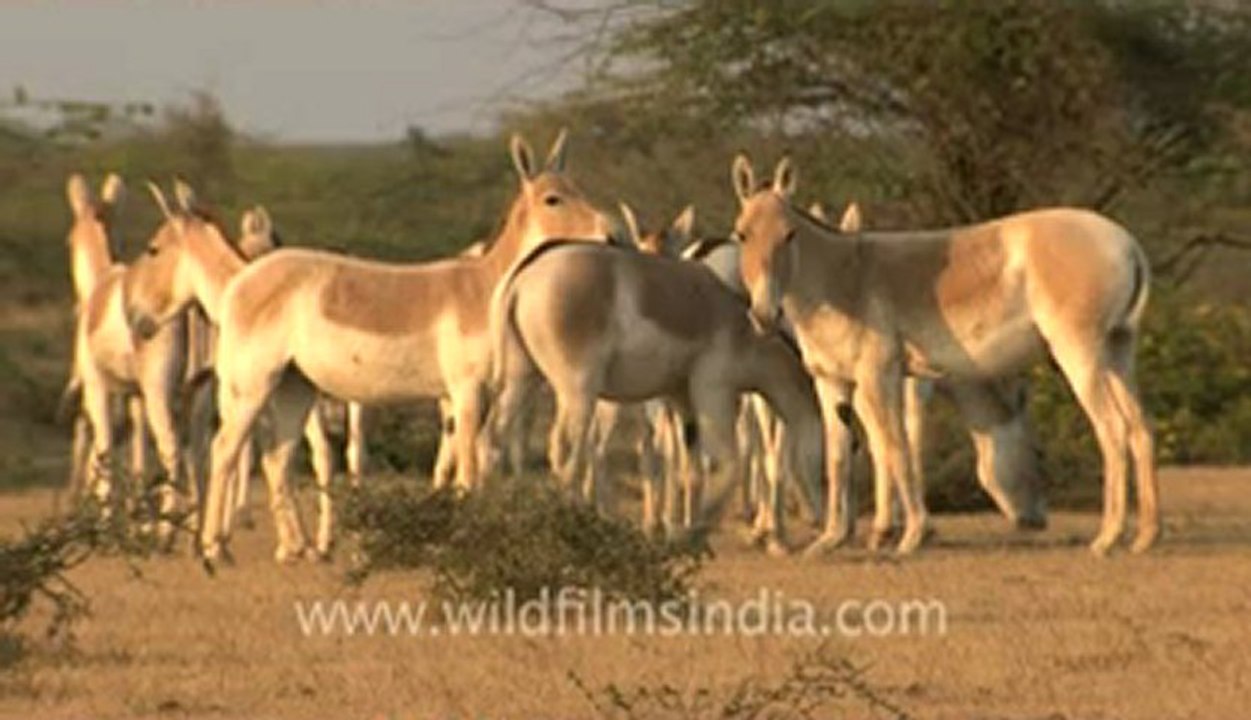 Rann-of-kutch-hdv-tape-2-wild asses-3.flv
