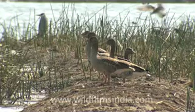 Rann-of-kutch-hdv-tape-4-Birds-1.flv