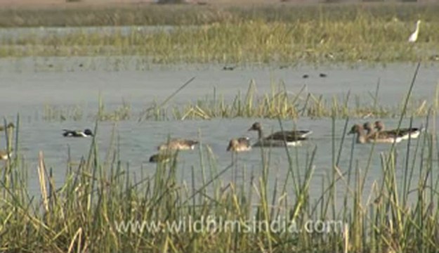Rann-of-kutch-hdv-tape-4-Birds-2.flv