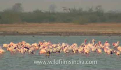 Rann-of-kutch-hdv-tape-5-birds-5.flv