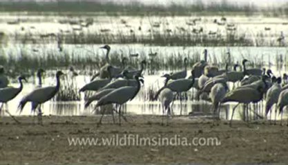 Rann-of-kutch-hdv-tape-5-birds-7.flv