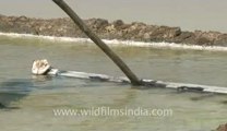 Rann-of-kutch-hdv-tape-6-crystallization of salt-1.flv