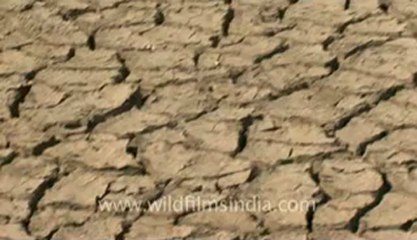Rann-of-kutch-hdv-tape-6-salt workers-3.flv