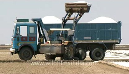 Rann-of-kutch-hdv-tape-7-loading of salt-2.flv