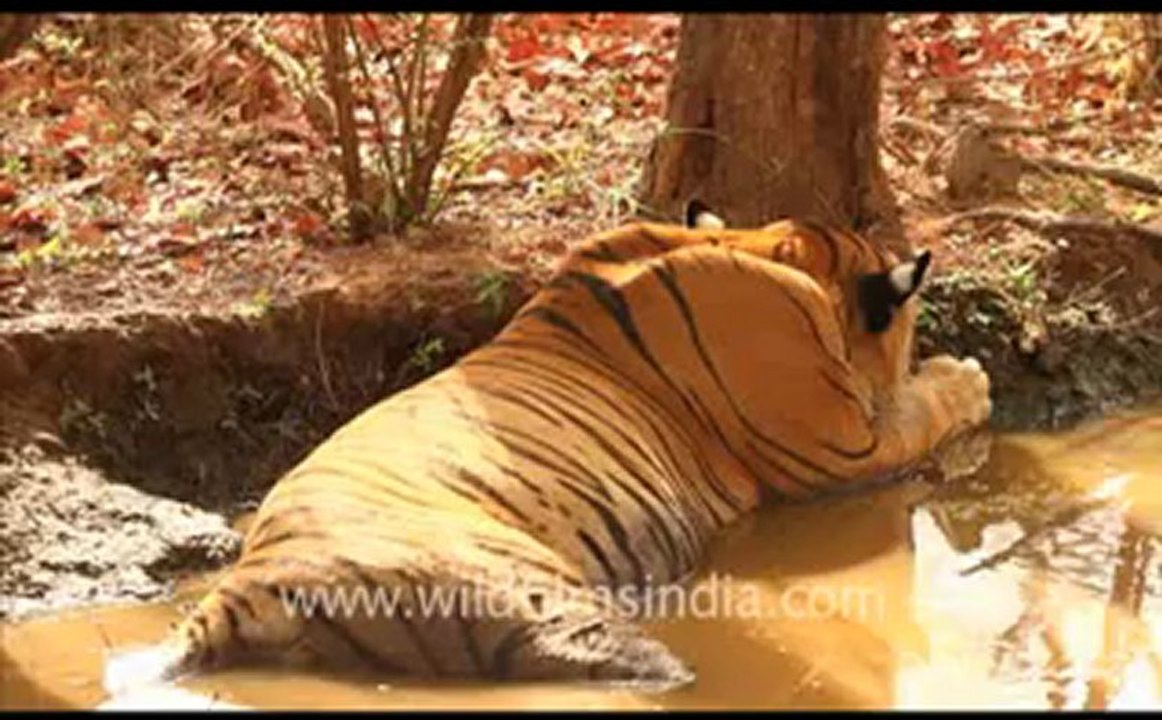 Ranthambhore_5.flv