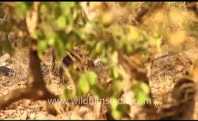 Ranthambhore_6.flv
