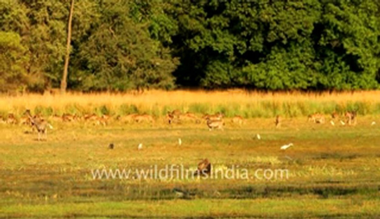 Ranthambore Wetlands.flv