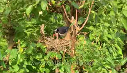 Red Billed blue Magpie-hdc-145-6.flv