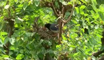 Red Billed blue Magpie-hdc-147-1.flv