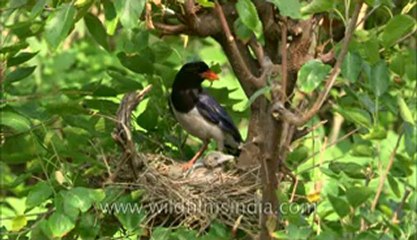 Red Billed blue Magpie-hdc-149-3.flv