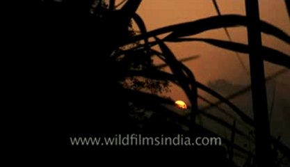 Rheik-fx-1-hdv-6-3.flv