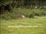 Rhino-4-MPEG-4 300Kbps.mp4