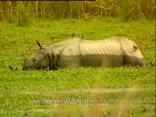 Rhino-kaziranga-mdv-1004-4.flv