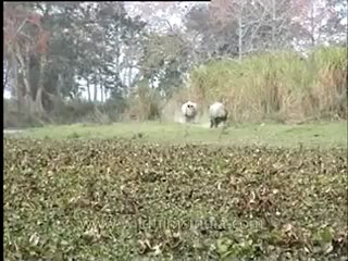 Rhino-kaziranga-mdv-883-1.flv