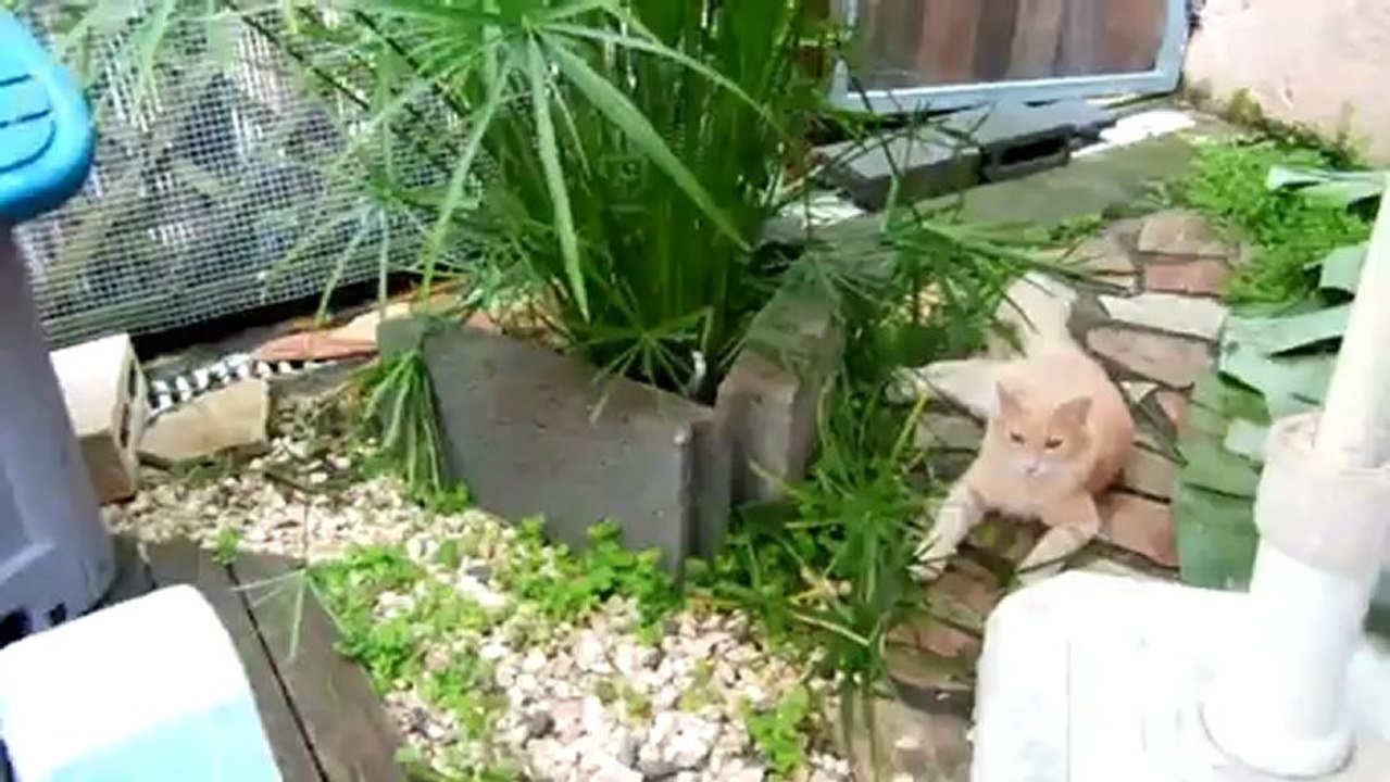 Cracotte et Tweety jouent à cache-cache