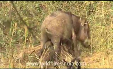 Sariska_HDC_62_4.flv